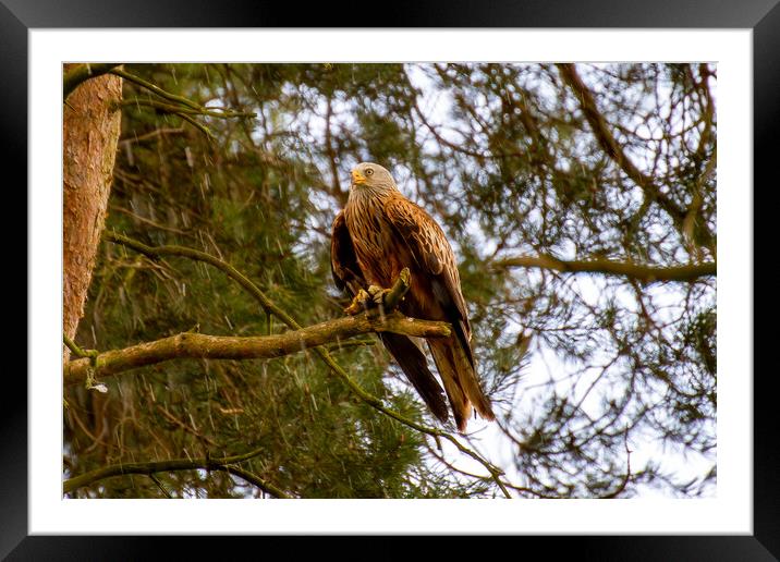 Red Kite Perched in a Tree Framed Mounted Print by Roger Green