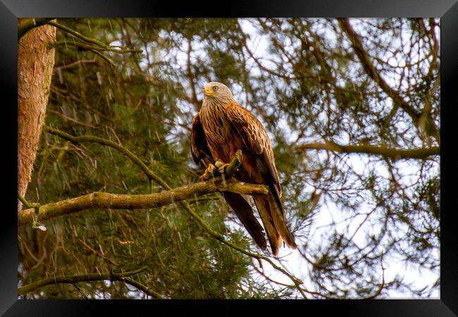 Red Kite Perched in a Tree Framed Print by Roger Green