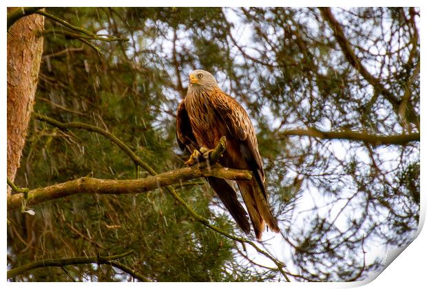 Red Kite Perched in a Tree Print by Roger Green