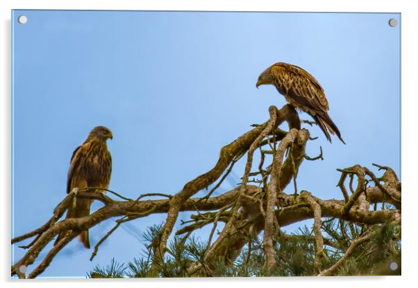 Pair of Perched Red Kites Acrylic by Roger Green