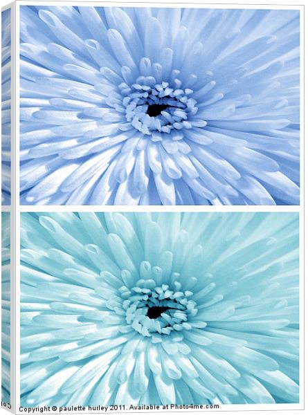 Chrysanthemum.  Blue + Teal. Canvas Print by paulette hurley