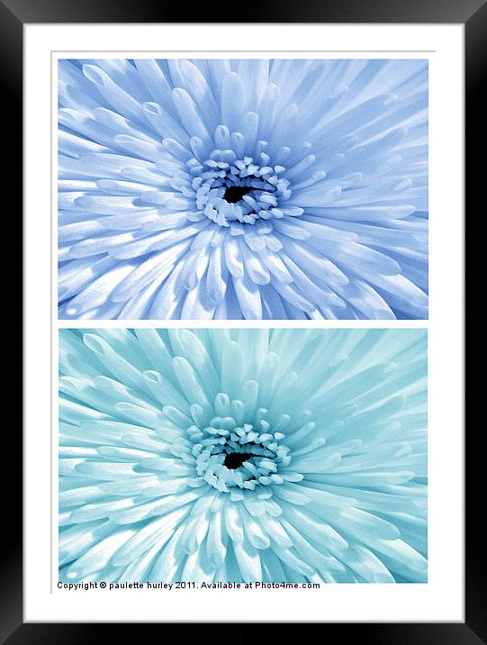Chrysanthemum.  Blue + Teal. Framed Mounted Print by paulette hurley