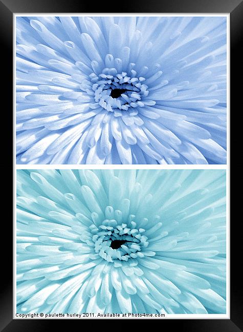 Chrysanthemum.  Blue + Teal. Framed Print by paulette hurley