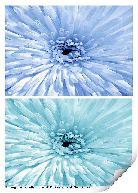 Chrysanthemum.  Blue + Teal. Print by paulette hurley