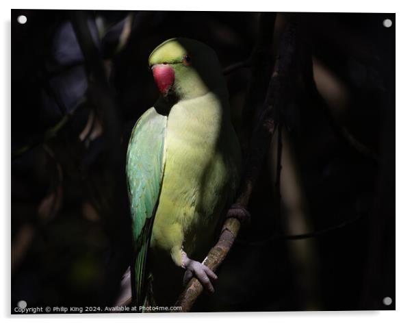 Parakeet at Kew Gardens Acrylic by Philip King