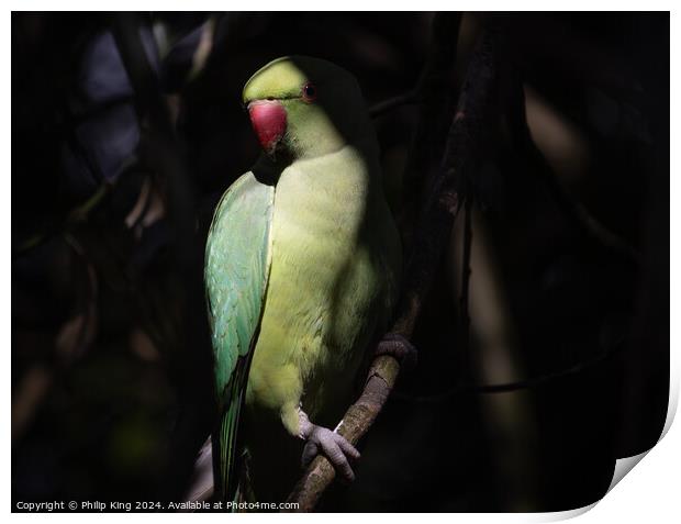 Parakeet at Kew Gardens Print by Philip King