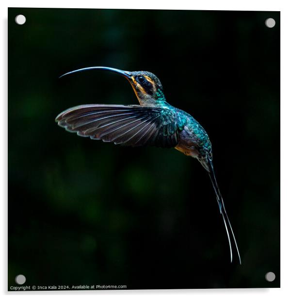 Green Hermit Hummingbird in Flight Acrylic by Inca Kala