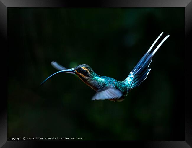 Green Hermit Hummingbird in Flight Framed Print by Inca Kala