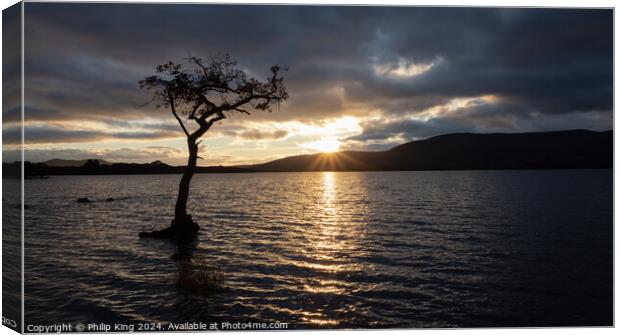 Loch Lomond Tree at Sunset Canvas Print by Philip King