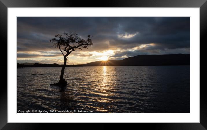 Loch Lomond Tree at Sunset Framed Mounted Print by Philip King