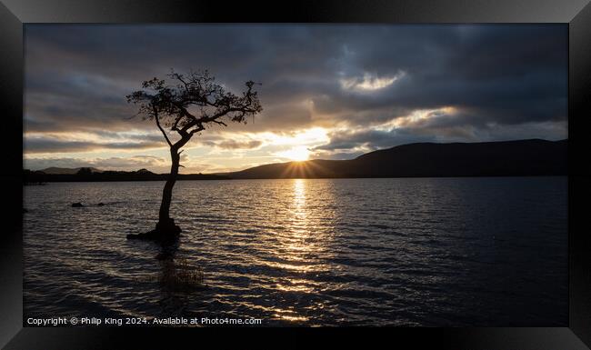 Loch Lomond Tree at Sunset Framed Print by Philip King