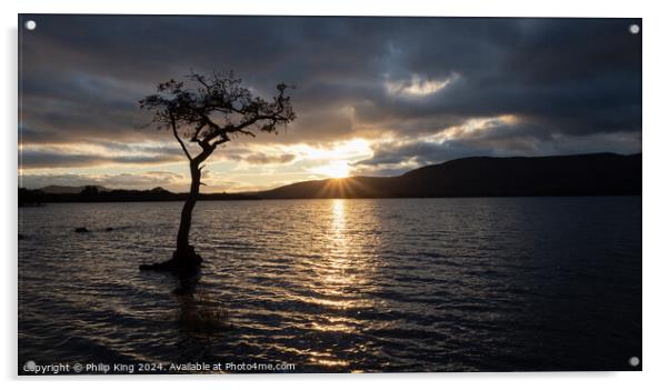 Loch Lomond Tree at Sunset Acrylic by Philip King
