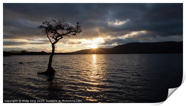 Loch Lomond Tree at Sunset Print by Philip King