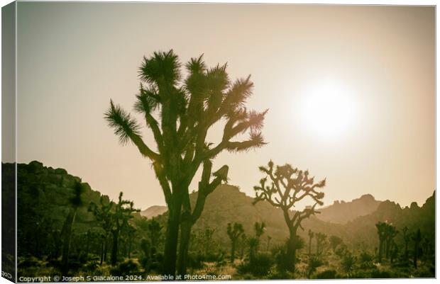 Joshua Tree Sunrise Dream Canvas Print by Joseph S Giacalone