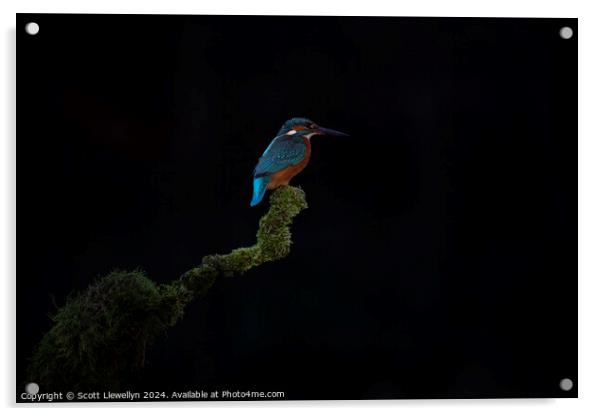 Kingfisher on Perch  Acrylic by Scott Llewellyn
