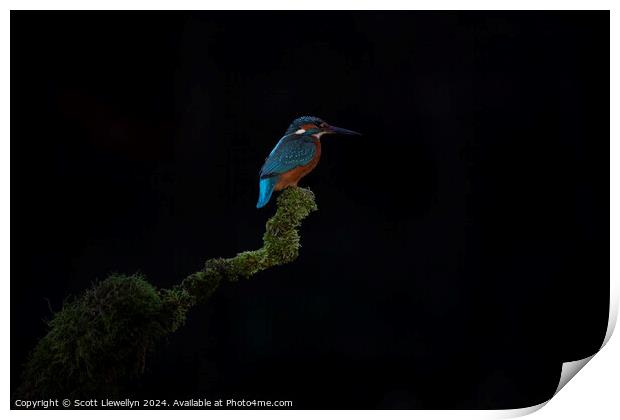 Kingfisher on Perch  Print by Scott Llewellyn