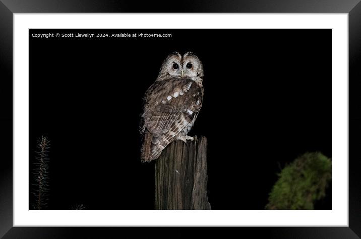 Tawny Owl  Framed Mounted Print by Scott Llewellyn