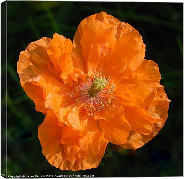 ORANGE POPPY Canvas Print by Helen Cullens