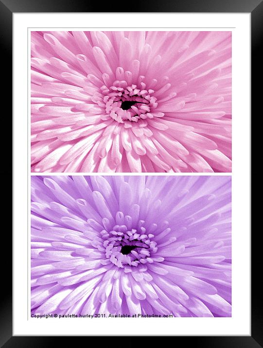 Chrysanthemum.Pink+Lilac. Framed Mounted Print by paulette hurley
