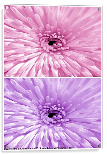 Chrysanthemum.Pink+Lilac. Acrylic by paulette hurley