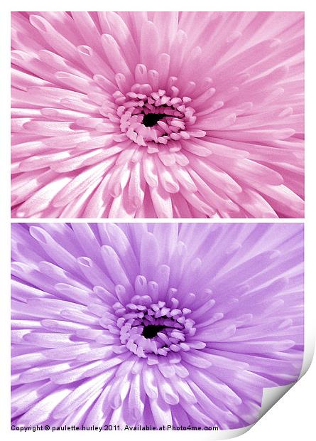 Chrysanthemum.Pink+Lilac. Print by paulette hurley