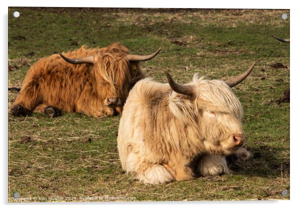Sleeping Highland Cows Acrylic by Ken Hunter