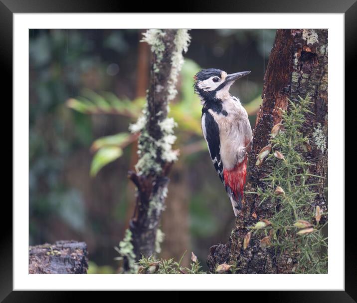 Great spotted woodpecker,in the rain Framed Mounted Print by kathy white