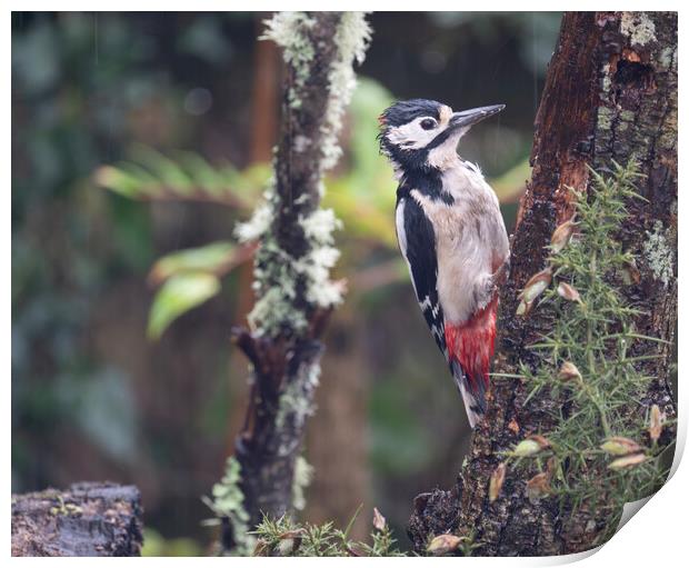 Great spotted woodpecker,in the rain Print by kathy white