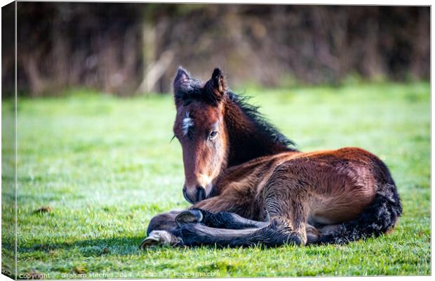 Dales pony foal  Canvas Print by Graham Mitchell
