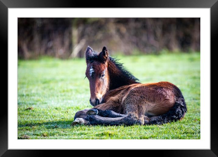 Dales pony foal  Framed Mounted Print by Graham Mitchell