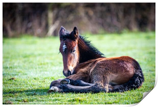 Dales pony foal  Print by Graham Mitchell
