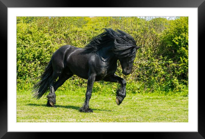 Dales pony black stallion  Framed Mounted Print by Graham Mitchell