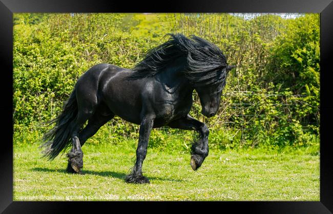 Dales pony black stallion  Framed Print by Graham Mitchell