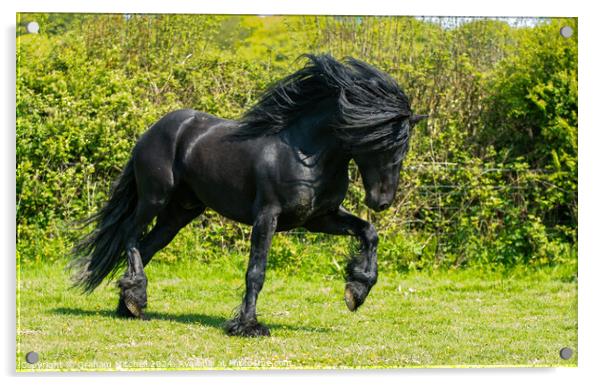 Dales pony black stallion  Acrylic by Graham Mitchell