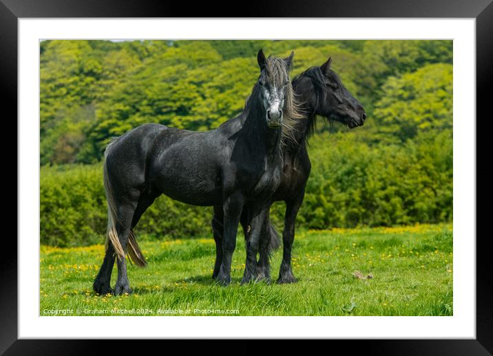 Black and grey pony fillies  Framed Mounted Print by Graham Mitchell
