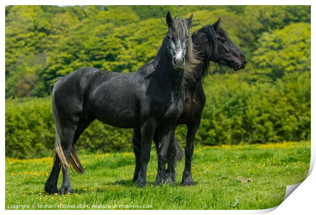 Black and grey pony fillies  Print by Graham Mitchell
