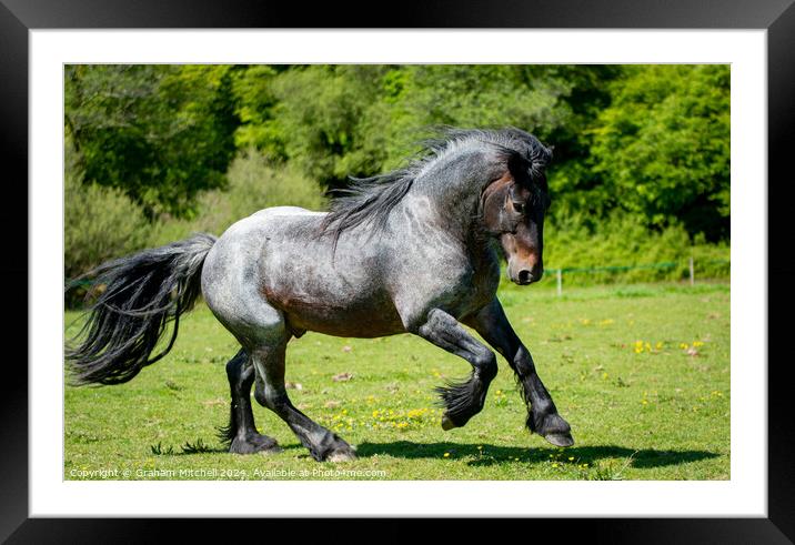 Dales pony stallion  Framed Mounted Print by Graham Mitchell
