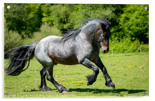 Dales pony stallion  Acrylic by Graham Mitchell