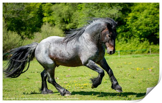 Dales pony stallion  Print by Graham Mitchell