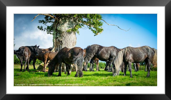 Animal horse Framed Mounted Print by Graham Mitchell