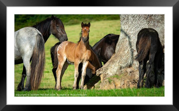 Bay roan colt foal in herd  Framed Mounted Print by Graham Mitchell