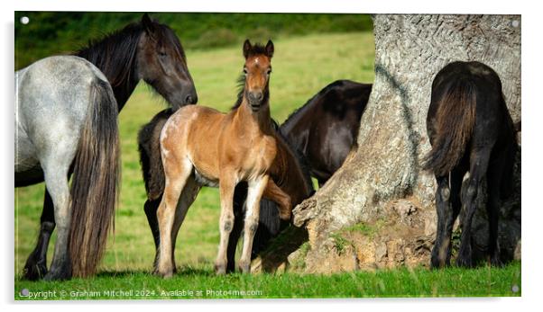 Bay roan colt foal in herd  Acrylic by Graham Mitchell