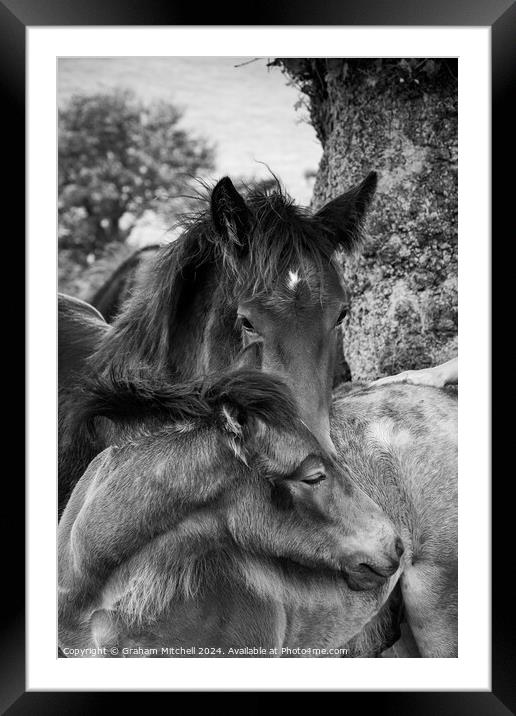 dales pony foals in black and white  Framed Mounted Print by Graham Mitchell