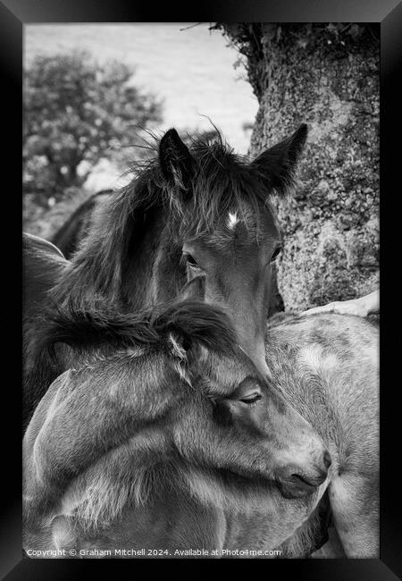 dales pony foals in black and white  Framed Print by Graham Mitchell