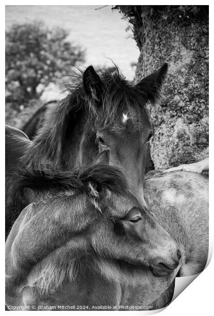 dales pony foals in black and white  Print by Graham Mitchell