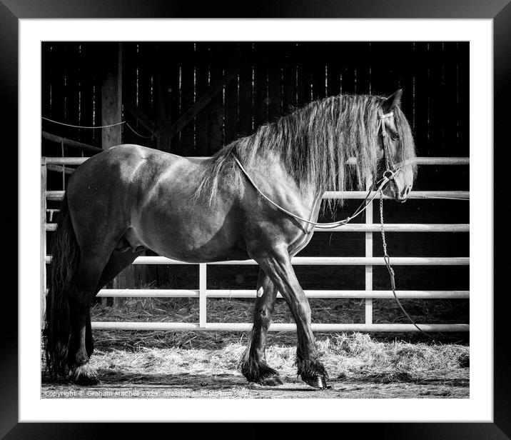Kynaston Tom Cobley bay dales stallion  Framed Mounted Print by Graham Mitchell