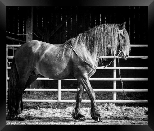 Kynaston Tom Cobley bay dales stallion  Framed Print by Graham Mitchell