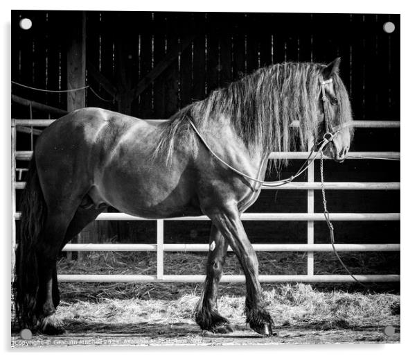 Kynaston Tom Cobley bay dales stallion  Acrylic by Graham Mitchell