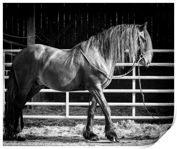 Kynaston Tom Cobley bay dales stallion  Print by Graham Mitchell