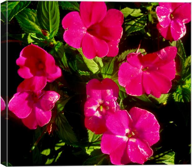 Pink Impatiens Canvas Print by Stephanie Moore